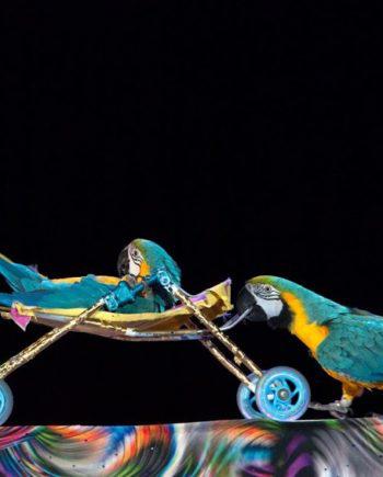 Parrots performance in Dubai