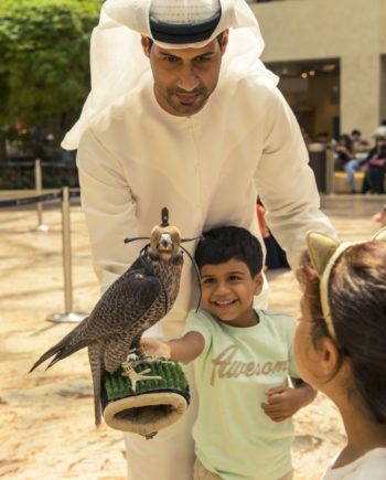 Falcon Display in the UAE