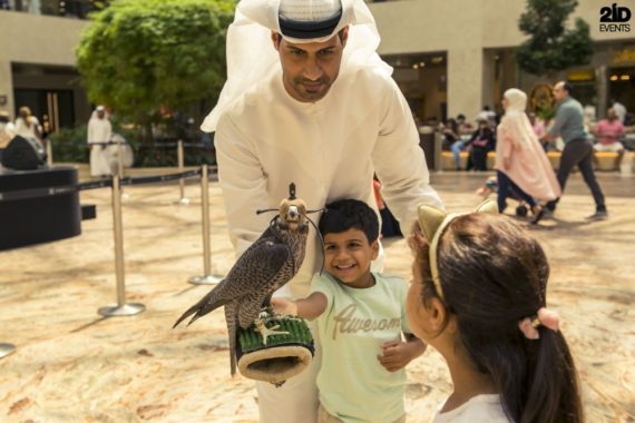 Falcon Display in the UAE